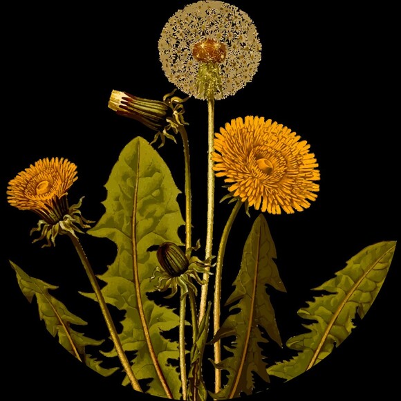 dandelionthreds
